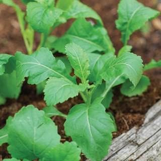 Rocket Wasabi