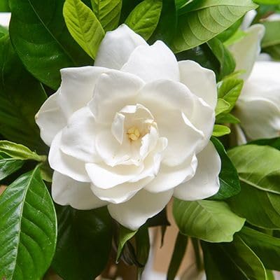 gardenia-mystery