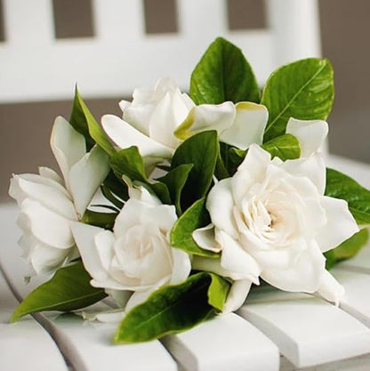gardenia-mystery