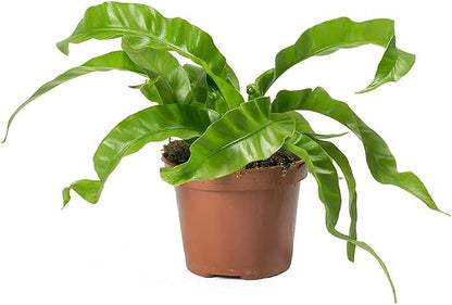 Hurricane Plant Soil Mix