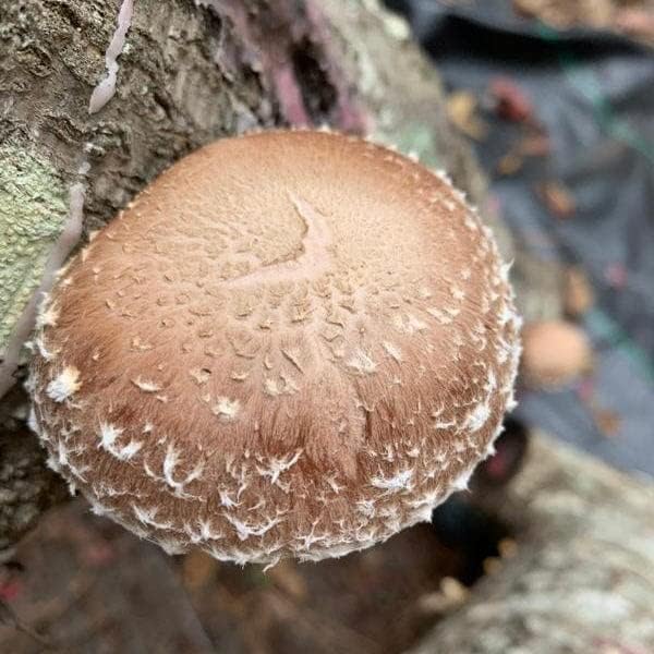 Shiitake