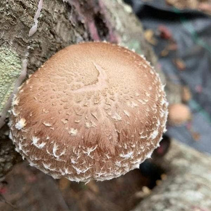 Shiitake