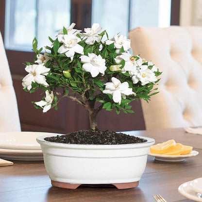 gardenia-mystery