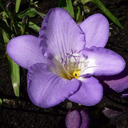 Light violet