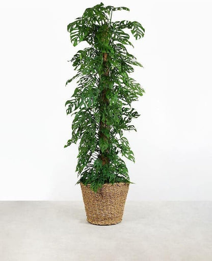 Monstera Adansonii Potting Mix
