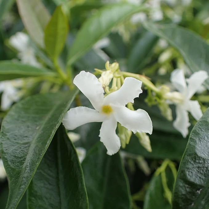 jasmine-star