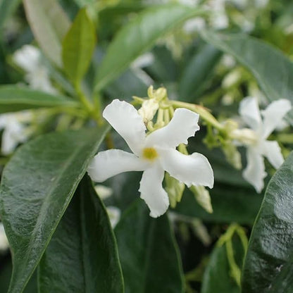 jasmine-star