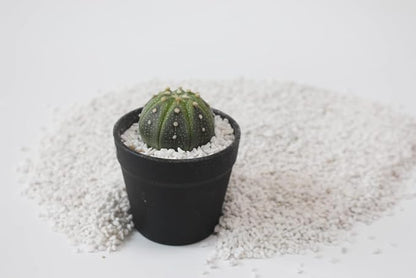 Perlite