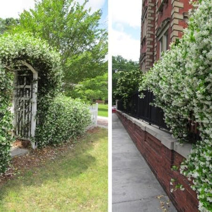 jasmine-star