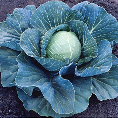 Stonehead Hybrid