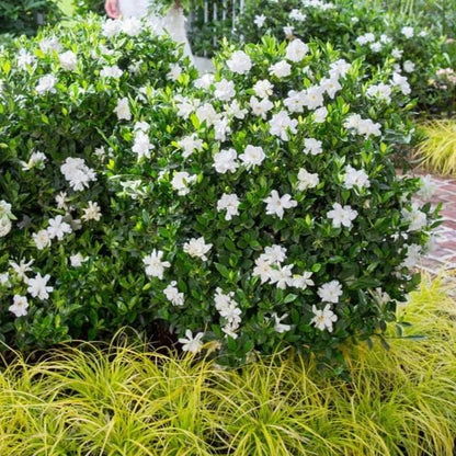 gardenia-veitchii