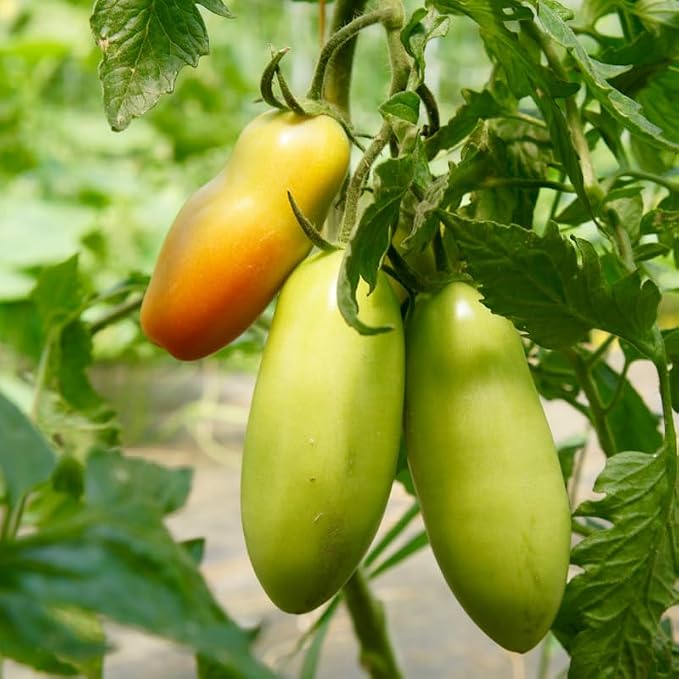 __DEFAULT__