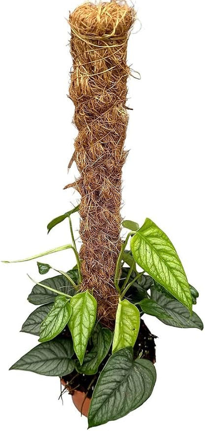 Monstera Siltepecana Matuda Soil Mix
