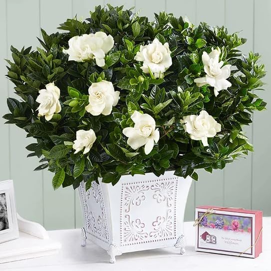 gardenia-veitchii