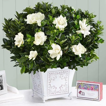 gardenia-veitchii