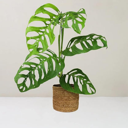 Monstera Esqueleto Soil Mix