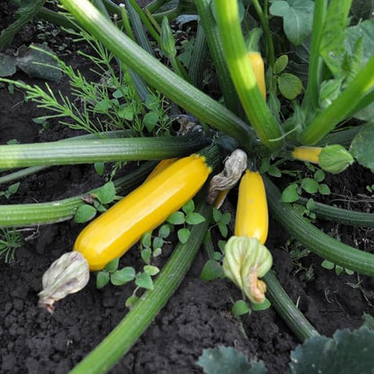 Yellow Squash
