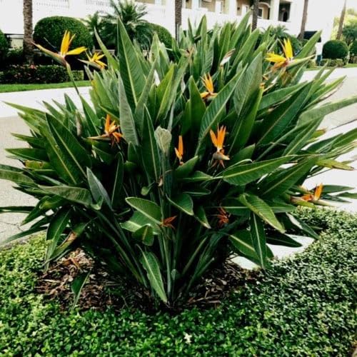 paradise-orange