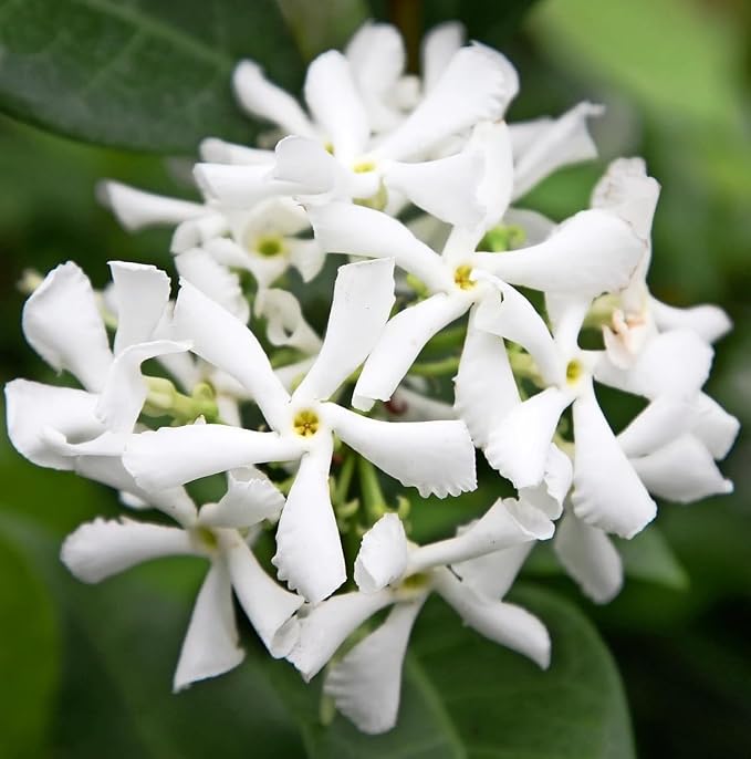 jasmine-star