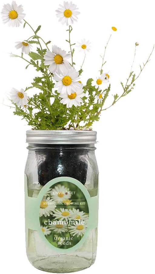 Chamomile