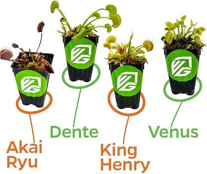 Venus Fly Trap Bundle