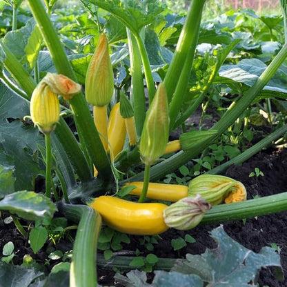 Yellow Squash