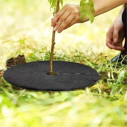 15cm