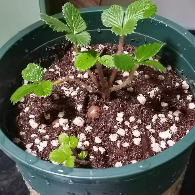 Perlite