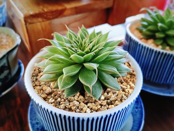Maifanitum