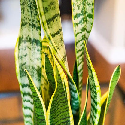 Snake Plant Fertilizer