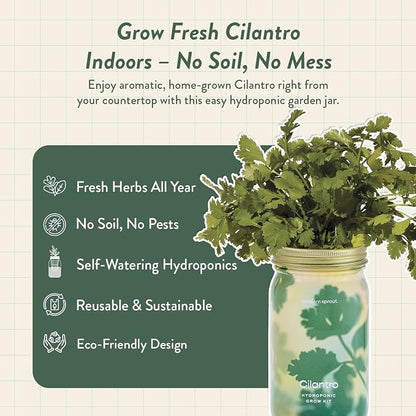 Cilantro