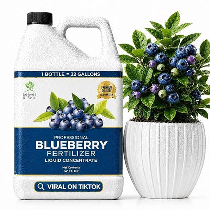 Blueberry Plant