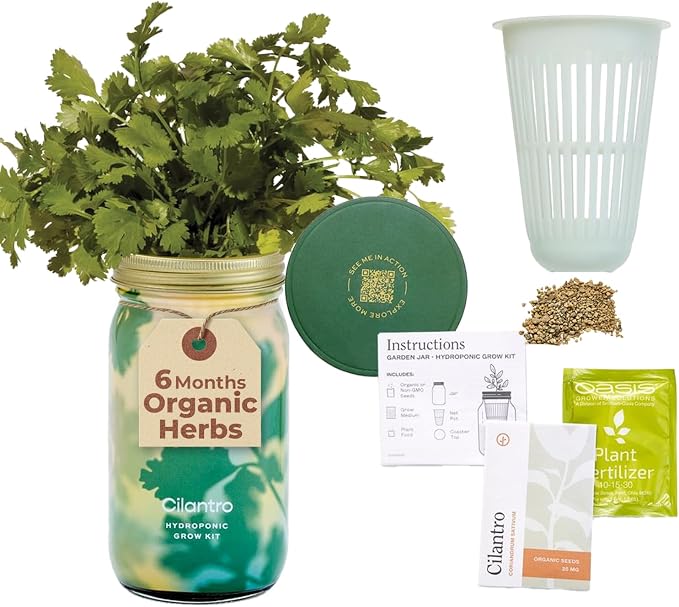 Cilantro