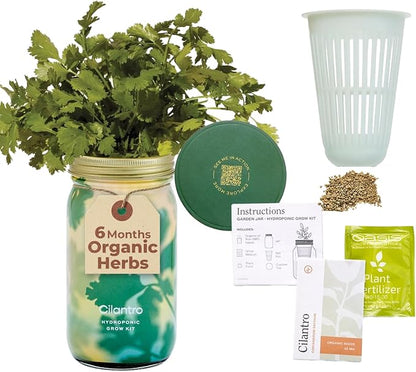 Cilantro