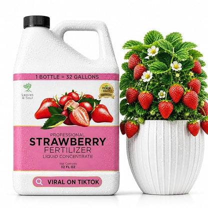 Strawberry Plant