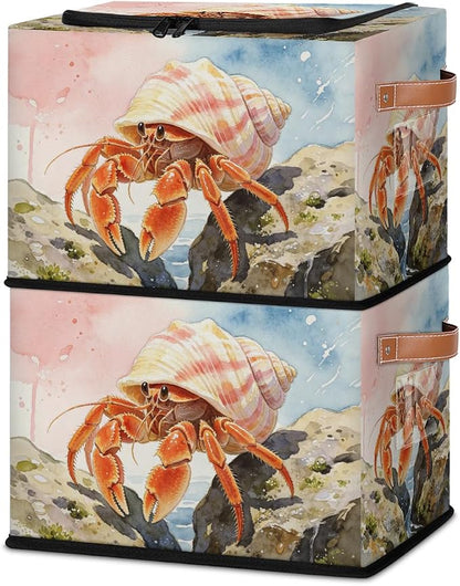 Hermit Crab