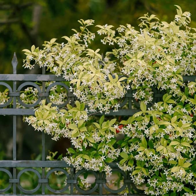 jasmine-star