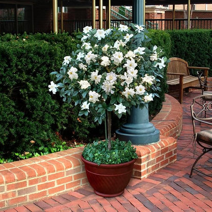 gardenia-veitchii