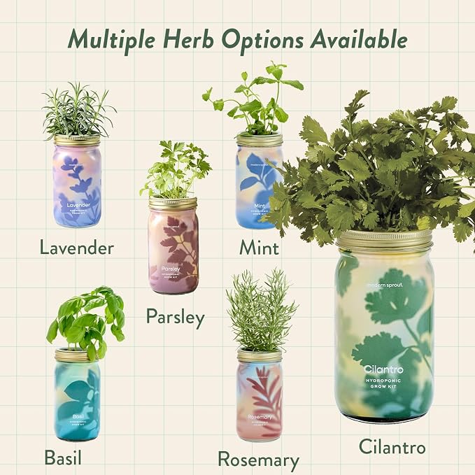 Cilantro