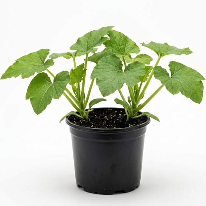 Yellow Squash