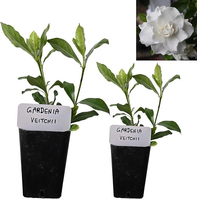gardenia-veitchii