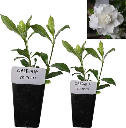 gardenia-veitchii