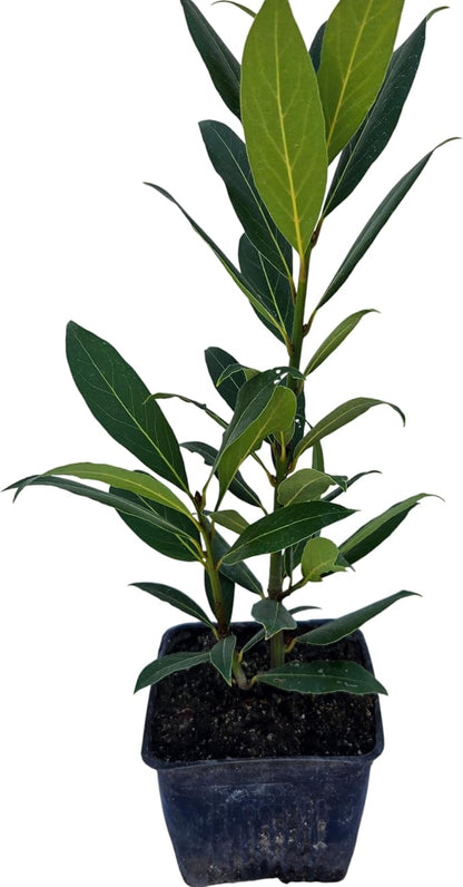 bayleaf-standard