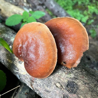 Red Reishi