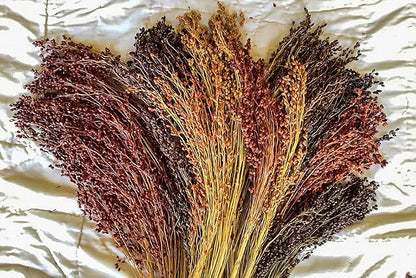 Broom Corn