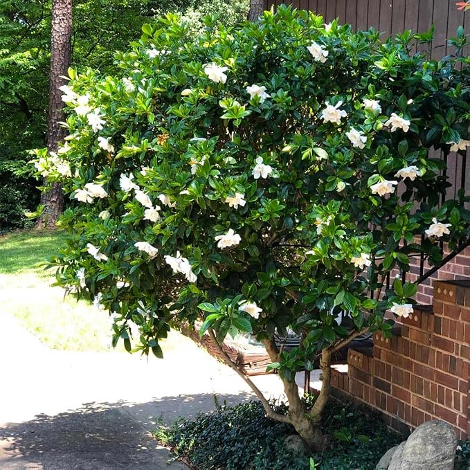 gardenia-mystery