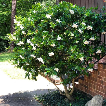 gardenia-mystery