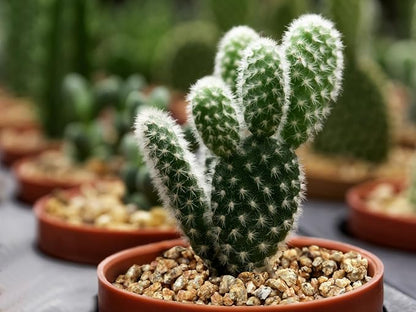 Maifanitum