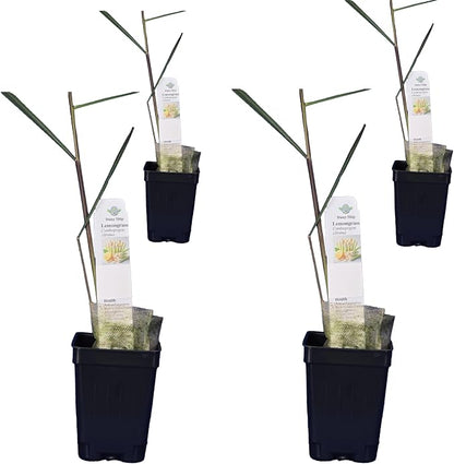 lemongrass