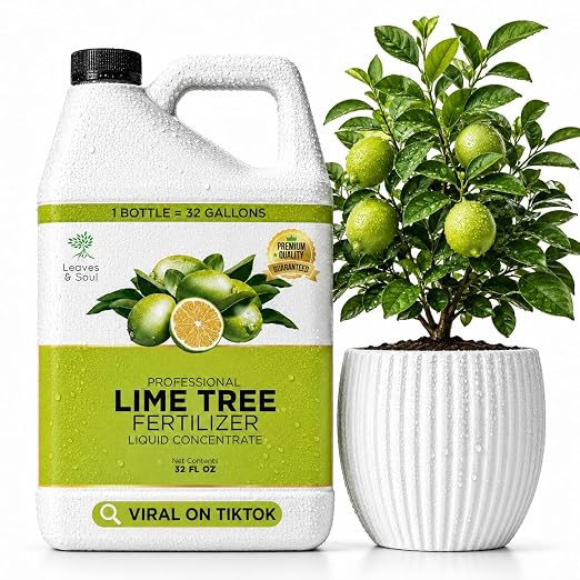 Lime Plant